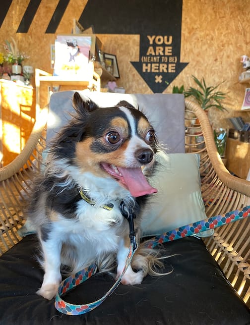 Pip - Chief Cuddle Officer · Woof/Woof